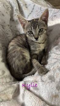 Rescue Domestic Short Hair Cats for Adoption in Fort Walton Beach, Florida - KYLIE | PetCurious