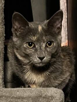 Selene -  Domestic Short Hair Cat for Adoption in Rootstown, Ohio - Selene | PetCurious