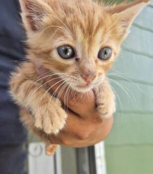 Domestic Short Hair Cats Available for Adoption in San Antonio, Texas - HARU | PetCurious