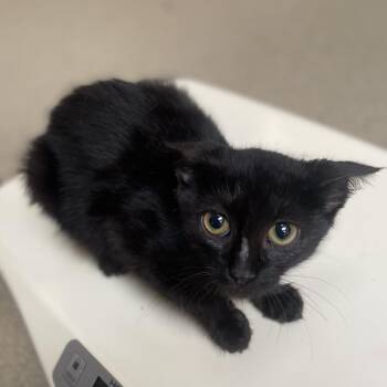 Mellie -  Domestic Short Hair Cat for Adoption in Lynchburg, Virginia - Mellie | PetCurious