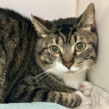 Leo(Joker) -  Domestic Short Hair and Mixed Breed Cat Available for Adoption in Saint Joseph, Missouri - Leo(Joker) | PetCurious