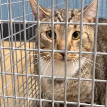 AHNJ-Stray-123556 -  Domestic Short Hair Cat for Adoption in Newark, New Jersey - AHNJ-Stray-123556 | PetCurious
