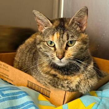 I Love Lucy -  Domestic Short Hair Cat for Adoption in Martinsville, Virginia - I Love Lucy | PetCurious