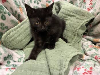 Domestic Short Hair Cats Available for Adoption - A1259175 | PetCurious