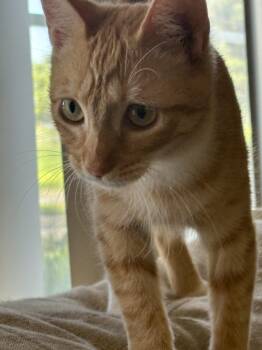 Rescue Domestic Short Hair Cats for Adoption in Laguna Niguel, California - Comet | PetCurious