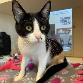 Domestic Short Hair Cats Available for Adoption in Rochester, Minnesota - Jewel | PetCurious