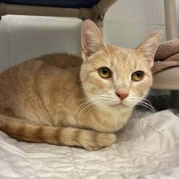 Domestic Short Hair Cats Available for Adoption - Frosting | PetCurious