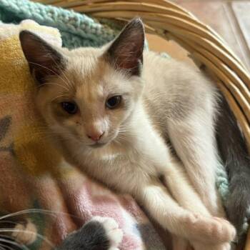 Amari 2 -  Domestic Short Hair Cat for Adoption in Cumming, Georgia - Amari 2 | PetCurious