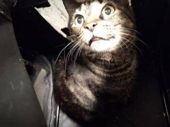 Nylia -  Domestic Short Hair Cat for Adoption in Atlanta, Georgia - Nylia | PetCurious