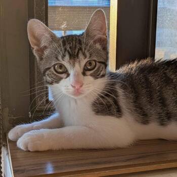 Sparky -  Domestic Short Hair Cat Available for Adoption in Weehawken Township, New Jersey - Sparky | PetCurious
