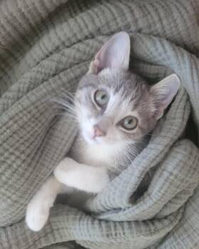 Baby Burke KH -  Domestic Short Hair Cat for Adoption in Greenville, South Carolina - Baby Burke KH | PetCurious