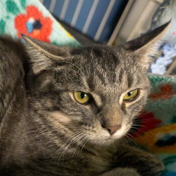Pennington -  Domestic Short Hair Cat for Adoption in Lapeer, Michigan - Pennington | PetCurious