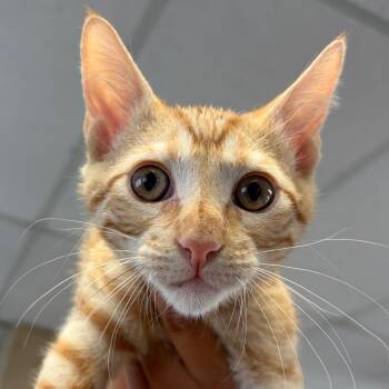 Thor -  Domestic Short Hair Cat for Adoption in Goleta, California - Thor | PetCurious