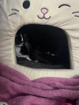 Rescue Domestic Short Hair Cats for Adoption in Algona, Iowa - Joe | PetCurious