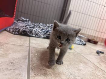 The Hatchlings Kittens -  American Shorthair and Domestic Medium Hair Cat Available for Adoption in Hays, Kansas - The Hatchlings Kittens | PetCurious