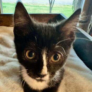 Lenore -  Domestic Short Hair Cat for Adoption in Bentonville, Arkansas - Lenore | PetCurious