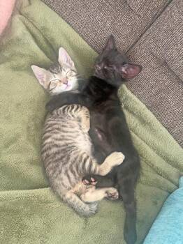 Domestic Short Hair Cats Available for Adoption in New York, New York - Starsky & Hutch | PetCurious
