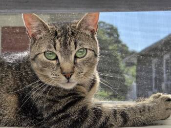 Lucy -  Domestic Short Hair Cat for Adoption in Melrose, Massachusetts - Lucy | PetCurious