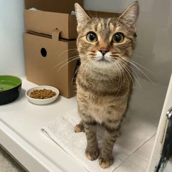 Oregano -  Domestic Short Hair Cat for Adoption - Oregano | PetCurious