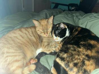 Domestic Short Hair Cats Available for Adoption in Rutherfordton, North Carolina - Nala & Squish (Courtesy Post) | PetCurious