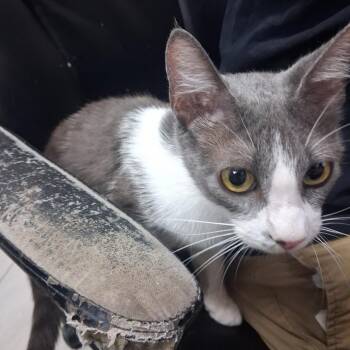 Emily -  Domestic Short Hair Cat for Adoption in Austin, Texas - Emily | PetCurious