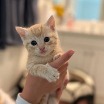 Twix -  Domestic Short Hair Cat for Adoption in Tustin, California - Twix | PetCurious