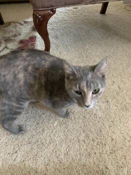 Siggy -  Domestic Short Hair Cat Available for Adoption in Papillion, Nebraska - Siggy | PetCurious