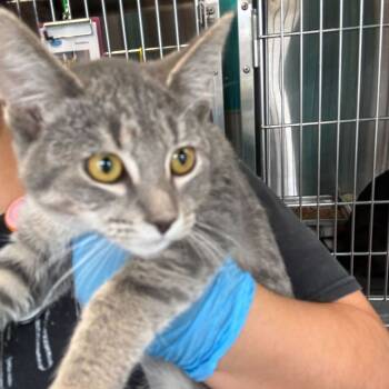 Rescue Domestic Short Hair Cats for Adoption in Davenport, Iowa - Merva | PetCurious