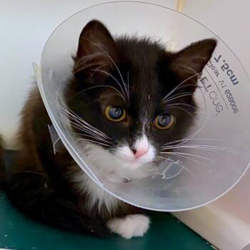 Crisp Apple -  Domestic Short Hair Cat for Adoption in Woodinville, Washington - Crisp Apple | PetCurious