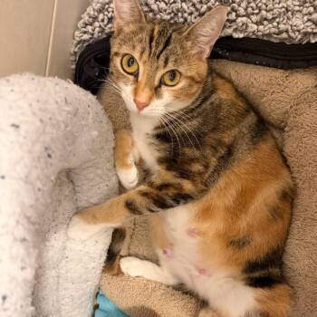 Lark -  Domestic Short Hair Cat for Adoption in East Hanover, New Jersey - Lark | PetCurious