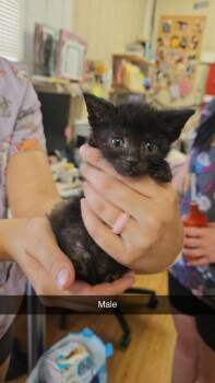 B3 -  Domestic Short Hair Cat for Adoption in Greensburg, Indiana - B3 | PetCurious