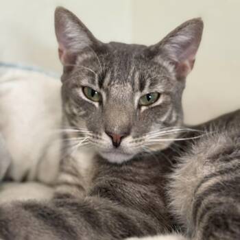 Rescue Domestic Short Hair Cats for Adoption in Tucson, Arizona - Pawtrick | PetCurious