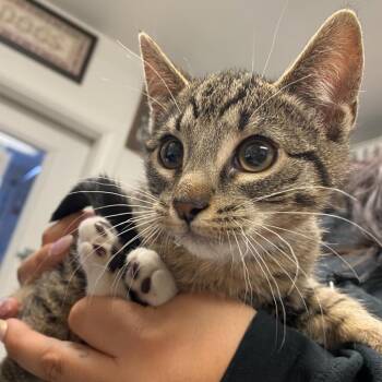 Domestic Short Hair Cats Available for Adoption - Mr.Banana | PetCurious