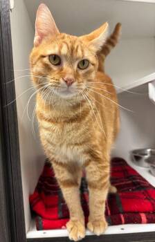 Huckleberry -  Tabby Cat for Adoption in Frankfort, Kentucky - Huckleberry | PetCurious