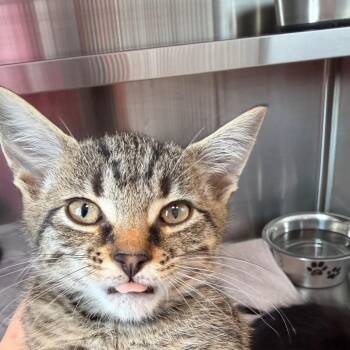 Broccoli -  Domestic Short Hair Cat for Adoption in Madisonville, Tennessee - Broccoli | PetCurious