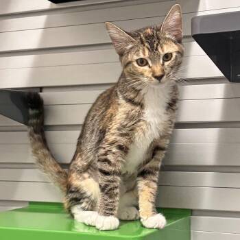 Lyra -  Domestic Short Hair Cat for Adoption in Hailey, Idaho - Lyra | PetCurious
