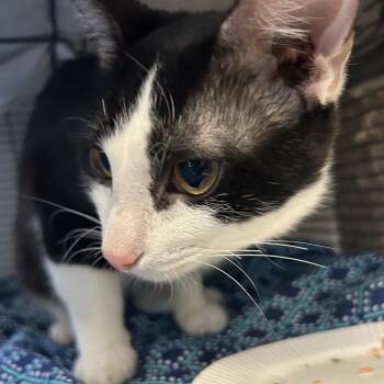 Domestic Short Hair Cats Available for Adoption in Muncie, Indiana - Donut | PetCurious