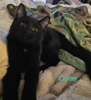 Domestic Short Hair Cats Available for Adoption - Cinder Shipman | PetCurious