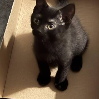 Sophie -  Domestic Short Hair Cat for Adoption in Oriental, North Carolina - Sophie | PetCurious