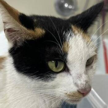 Jessica -  Domestic Short Hair Cat for Adoption in Donalsonville, Georgia - Jessica | PetCurious