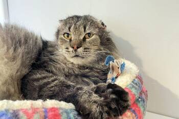 Domestic Medium Hair Cats Available for Adoption in Lincoln, Nebraska - Boss | PetCurious