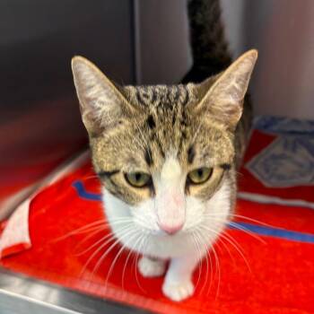 Domestic Short Hair Cats Available for Adoption in Englewood, Florida - Marcus | PetCurious