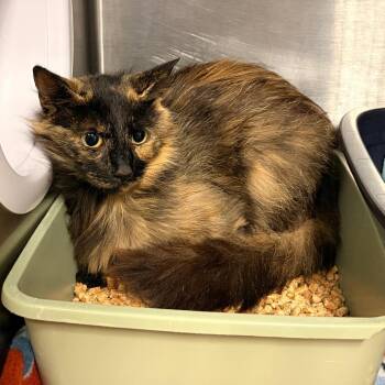 Hectate -  Domestic Medium Hair Cat for Adoption in Franklin, North Carolina - Hectate | PetCurious