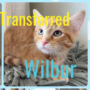 Wilbur -  Domestic Short Hair Cat for Adoption in Kansas City, Missouri - Wilbur | PetCurious