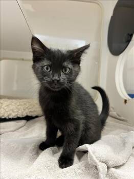 Rescue Domestic Short Hair Cats for Adoption in Hayward, California - LOUISE | PetCurious