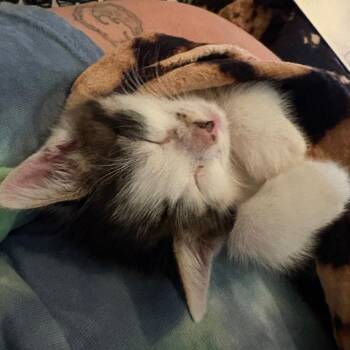 Remy -  Domestic Short Hair Cat for Adoption in York, Pennsylvania - Remy | PetCurious