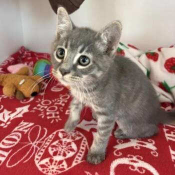 Kima -  Domestic Short Hair Cat for Adoption in Phoenix, Arizona - Kima | PetCurious