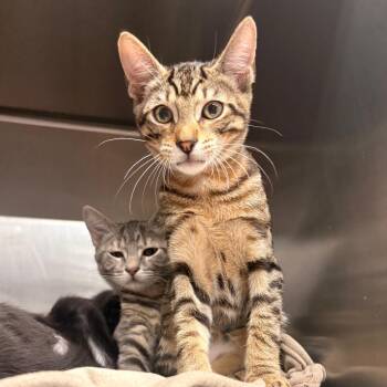 Purple -  Domestic Short Hair Cat for Adoption in Spokane, Washington - Purple | PetCurious