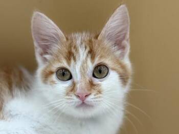 Tillamook -  Domestic Short Hair Cat for Adoption in Portland, Oregon - Tillamook | PetCurious