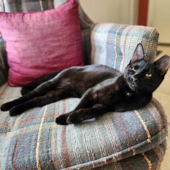 Panza -  Domestic Short Hair Cat for Adoption in Columbus, Georgia - Panza | PetCurious
